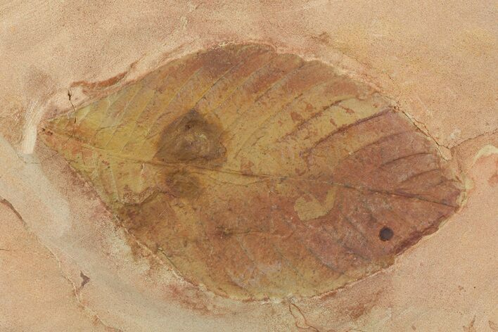 Red Fossil Leaf (Hickory) - Montana #68320